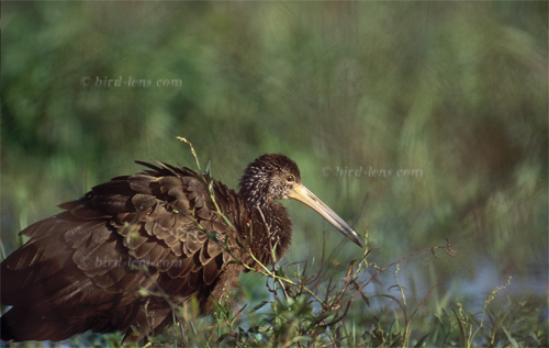 Limpkin
