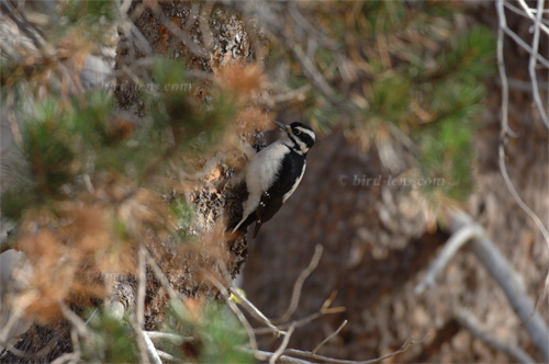 Hairy Woodpecker