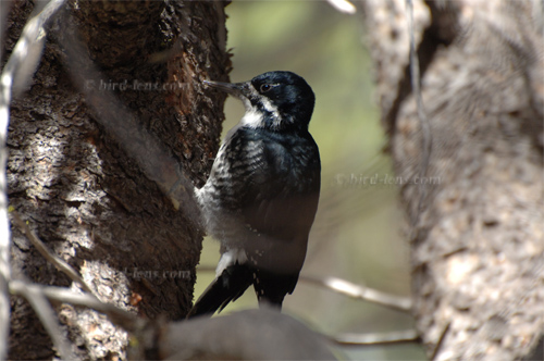 Black-backed Woodpecker