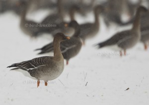 Tundra Bean Goose