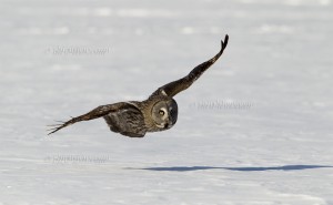 Great Grey Owl low over snow
