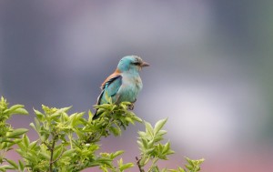 Eurasian Roller