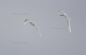 Pair of Fairy Terns
