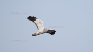 Northern Harrier