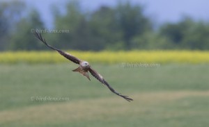 Red Kite low over fields