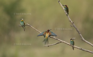 European Bee-eater at branch