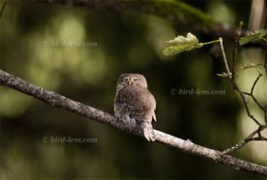 Eurasian Pygmy-Owl