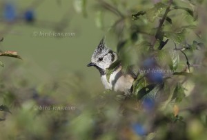 Crested Tit, resting in sloe