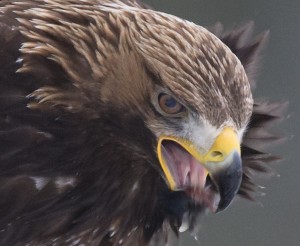 100% crop of Golden Eagle at bait