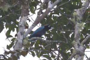 Blauparadiesvogel