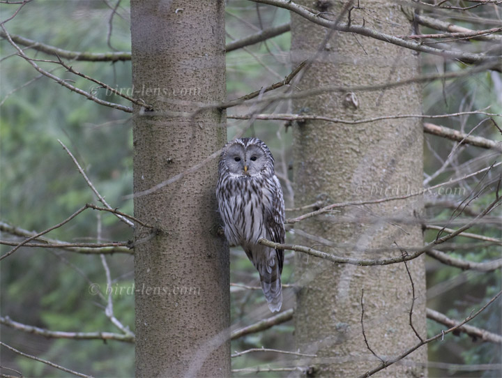 Ural Owl Ural Owl