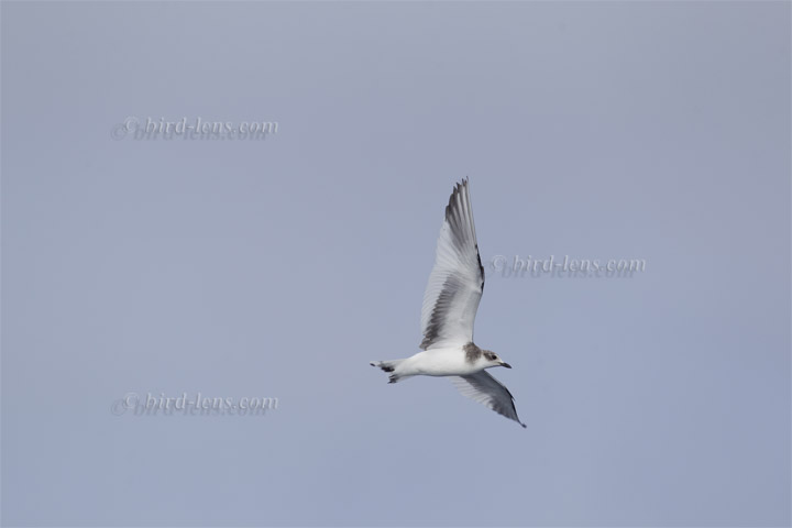 Sabine's Gull Sabine's Gull