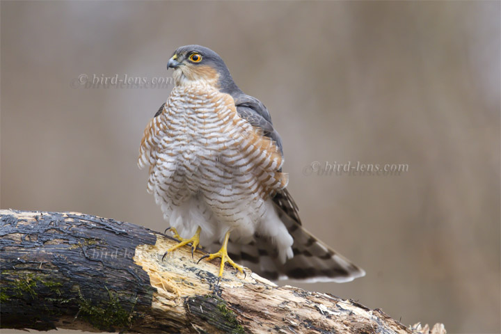 Eurasian Sparrowhawk Eurasian Sparrowhawk