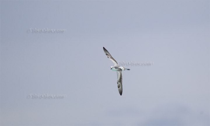 Crab Plover Crab Plover