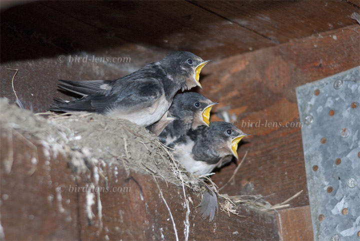 Rauchschwalbe Rauchschwalbe
