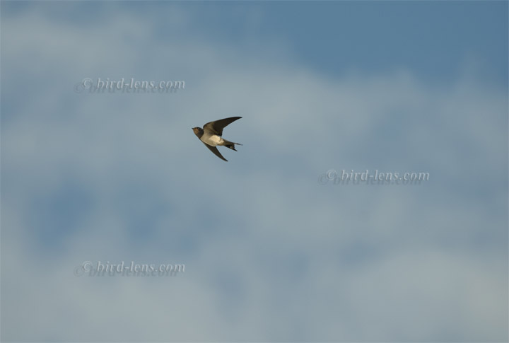 Rauchschwalbe Rauchschwalbe