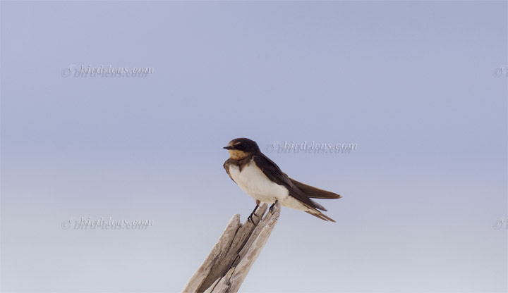 Rauchschwalbe Rauchschwalbe