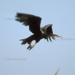 Schlangenhalsvogel