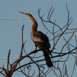 Schlangenhalsvogel