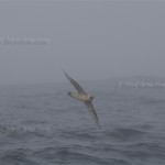 Eissturmvogel