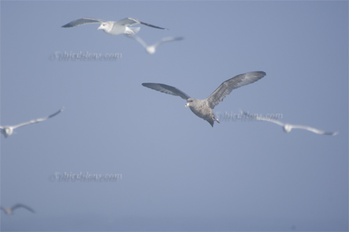 Eissturmvogel