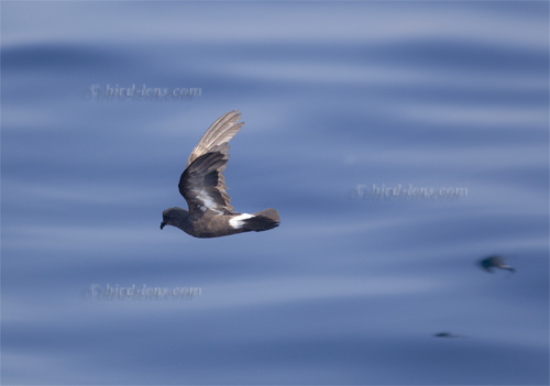 Sturmschwalbe oder Sturmwellenläufer