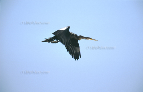 Schlangenhalsvogel