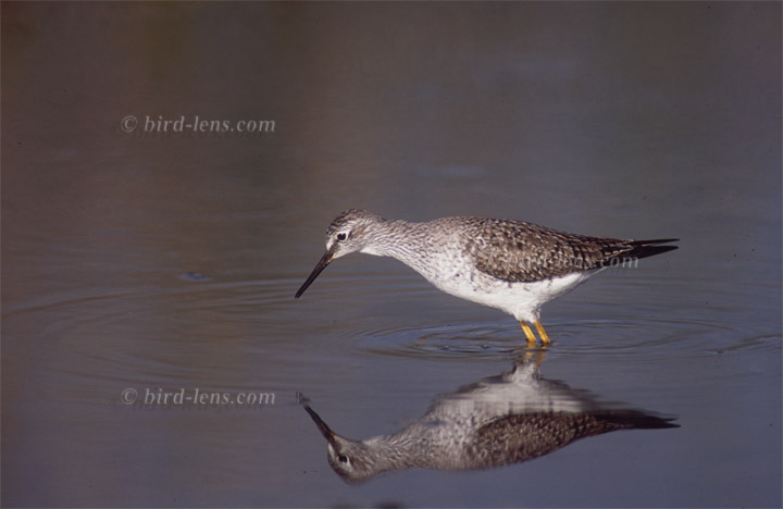 Kleiner Gelbschenkel