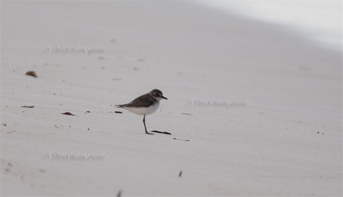 Mongolenregenpfeifer