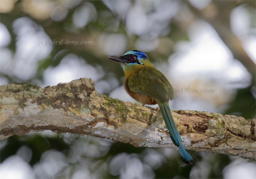 Blauscheitel-Motmot