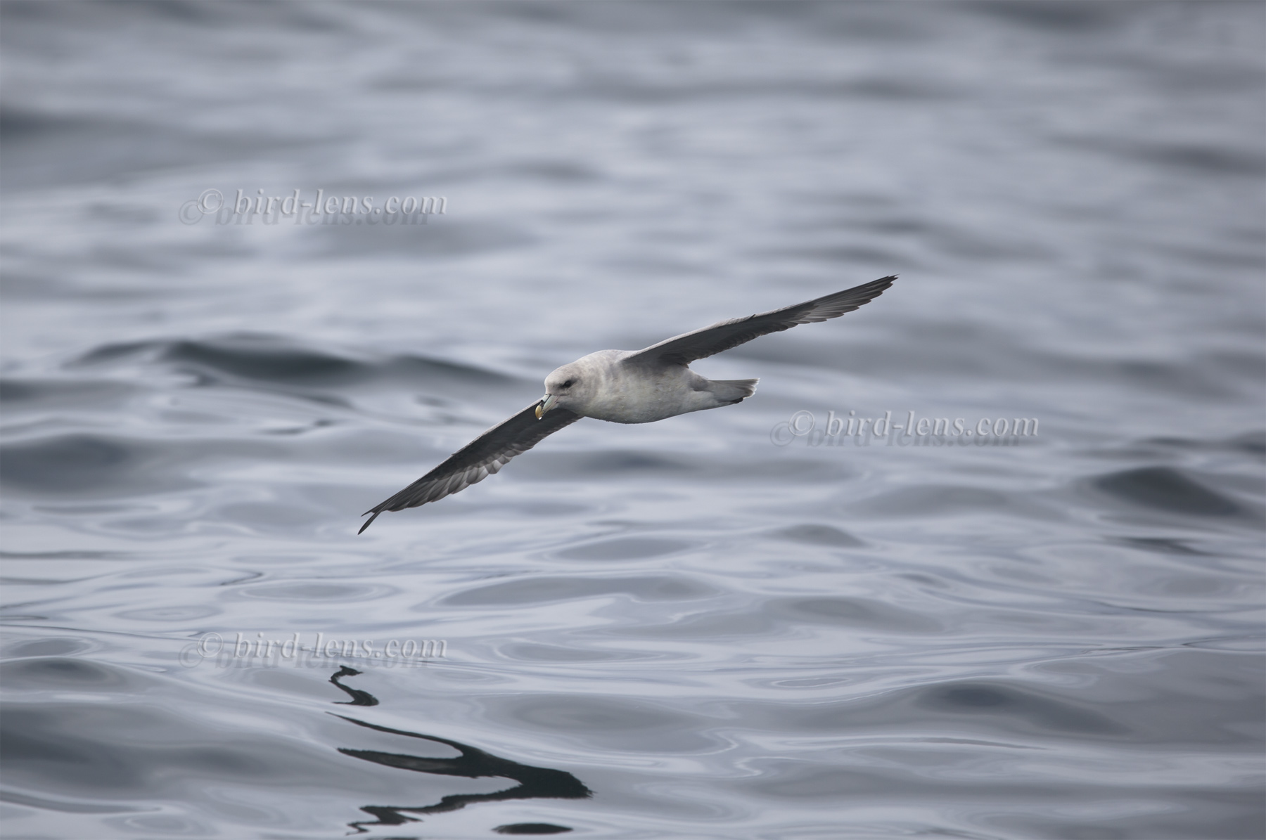 Eissturmvogel