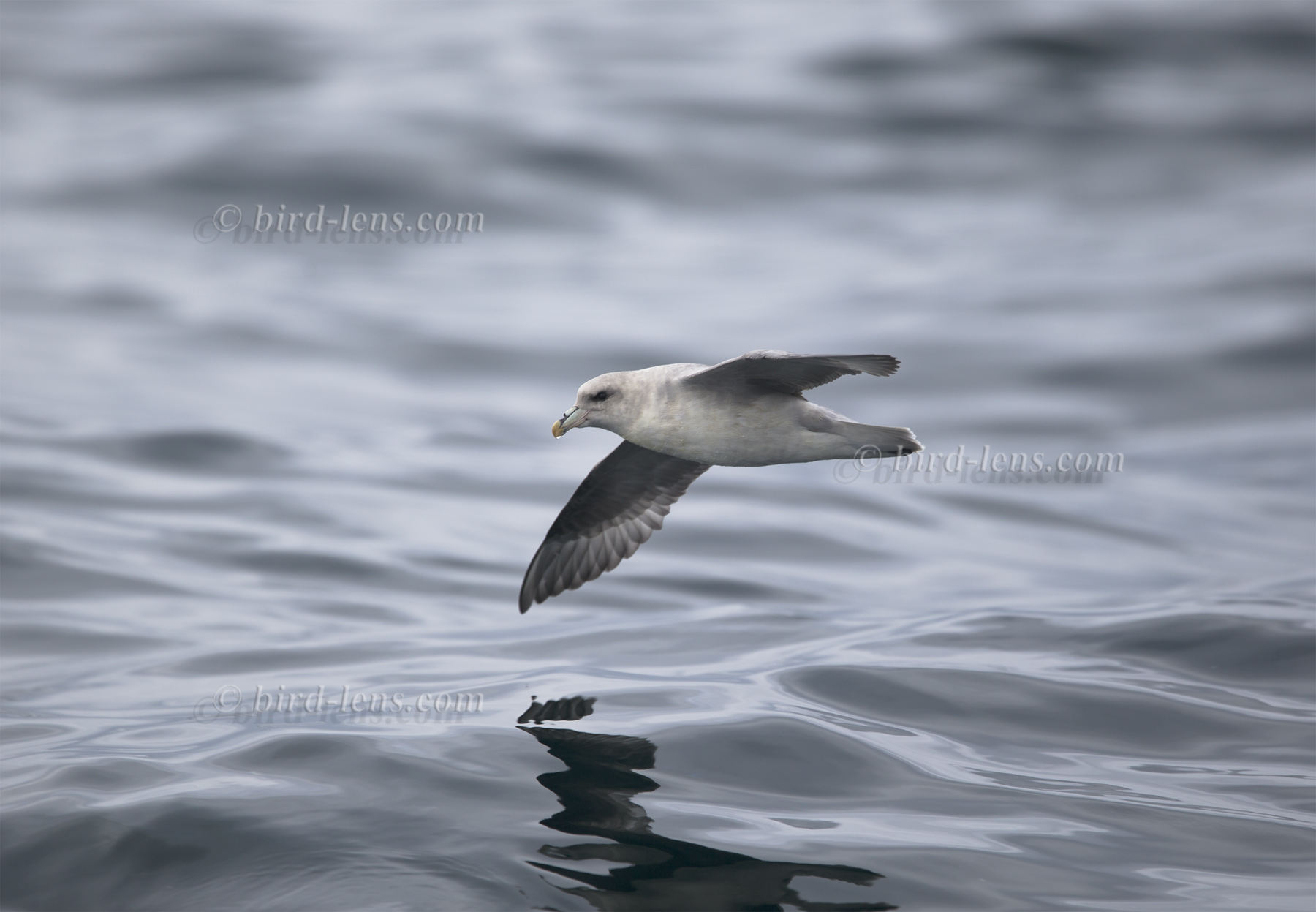 Eissturmvogel