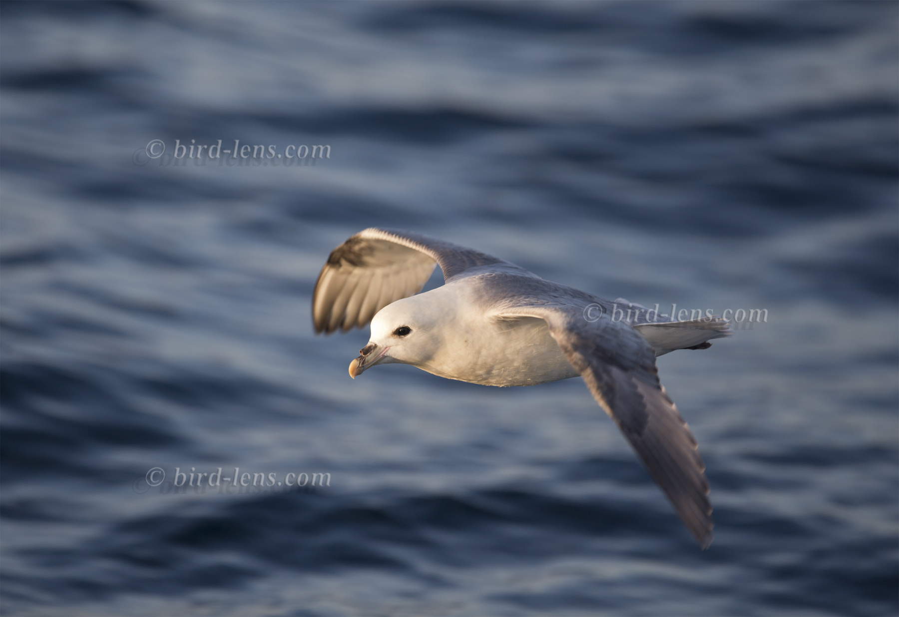 Eissturmvogel