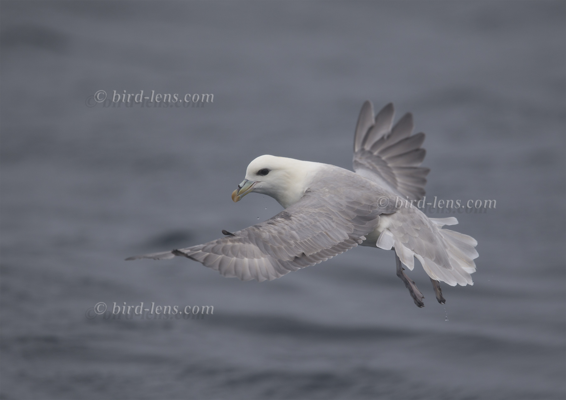 Eissturmvogel
