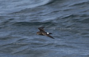 Sturmschwalbe oder Sturmwellenläufer