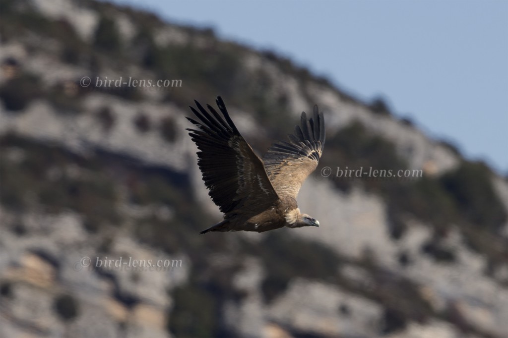 Vögel der Steppen Valencias Bird Lens