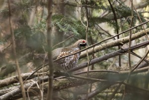Haselhuhn, Männchen