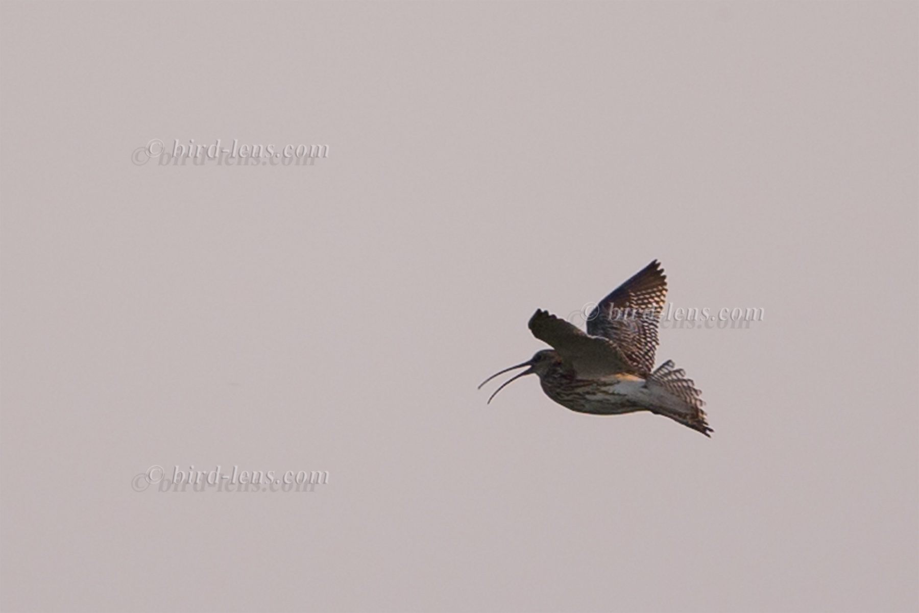 Großer Brachvogel