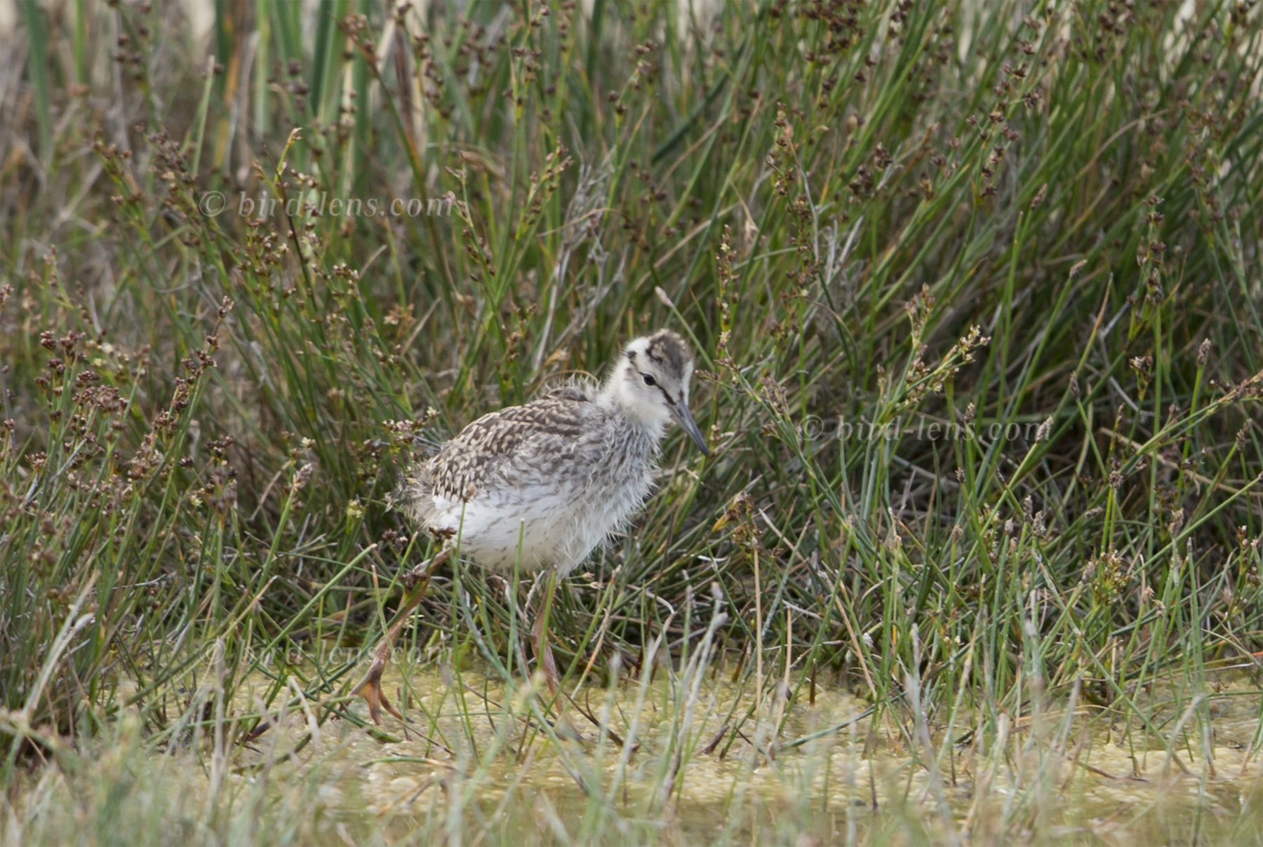 Rotschenkel