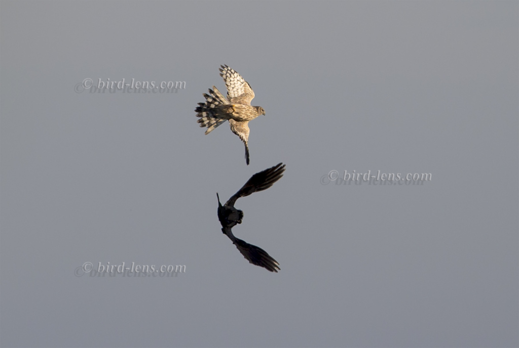 Joined hunting with Hen Harrier Bird Lens