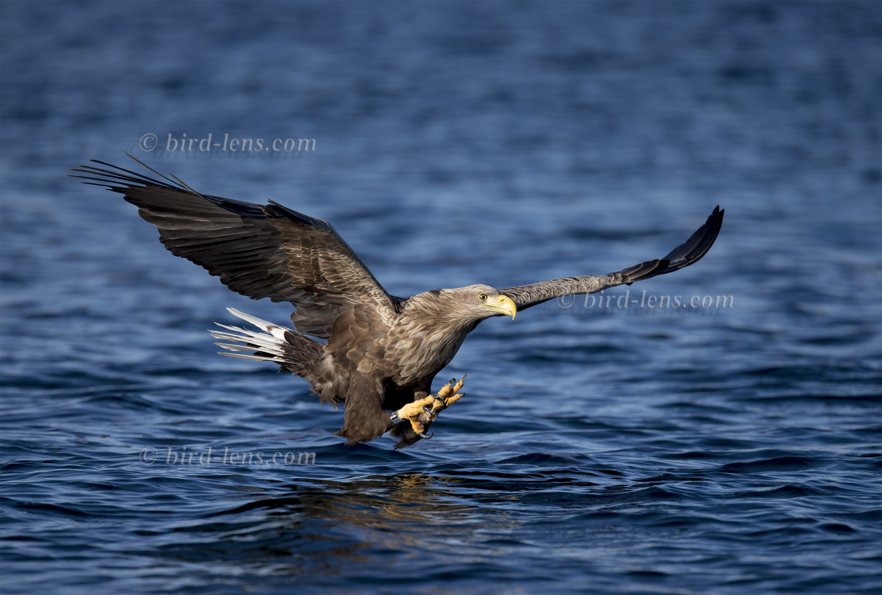 Seeadler