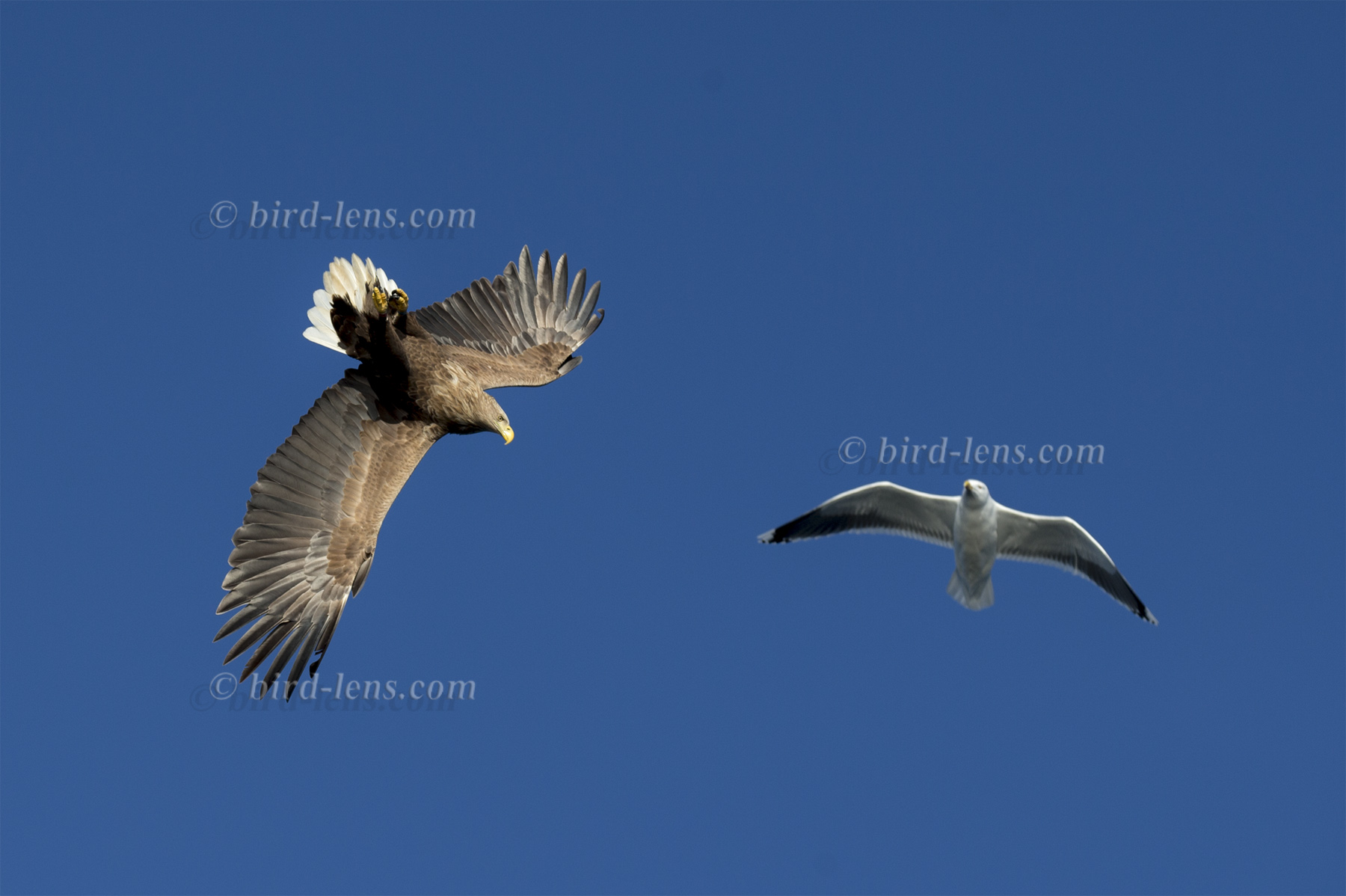 Seeadler