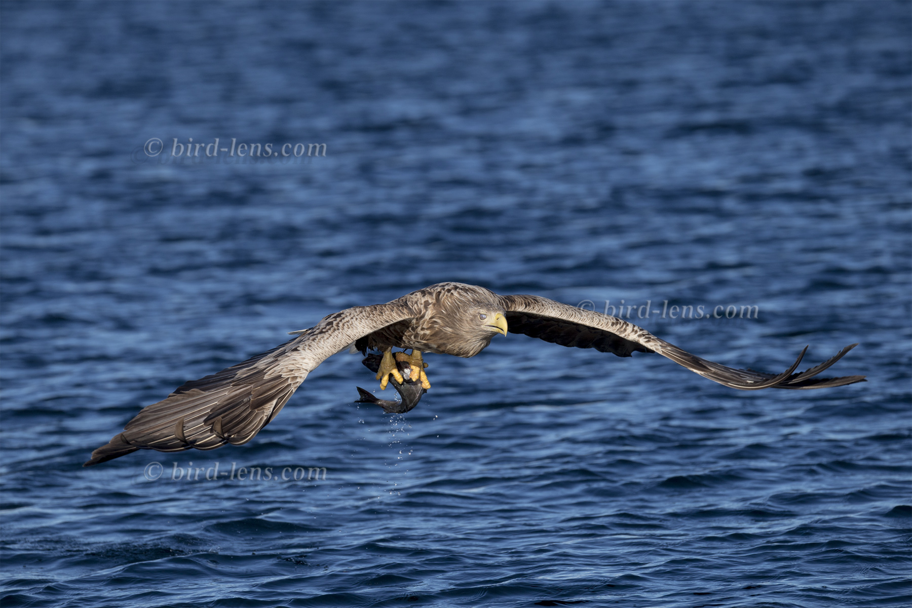 Seeadler