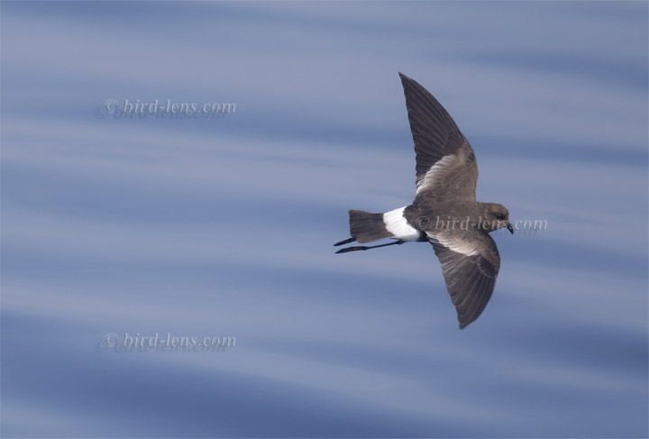 Buntfuss-Sturmschwalbe oder Buntfuß-Sturmschwalbe
