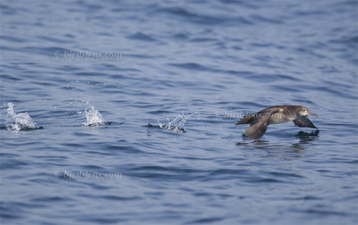 Mauretanischer Sturmtaucher