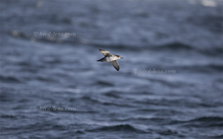 Mauretanischer Sturmtaucher