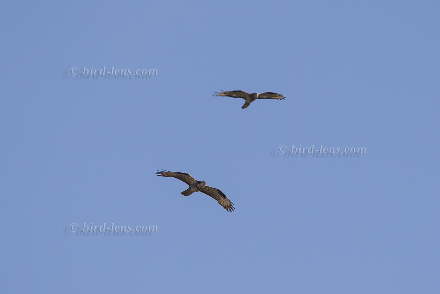Wespenbussard