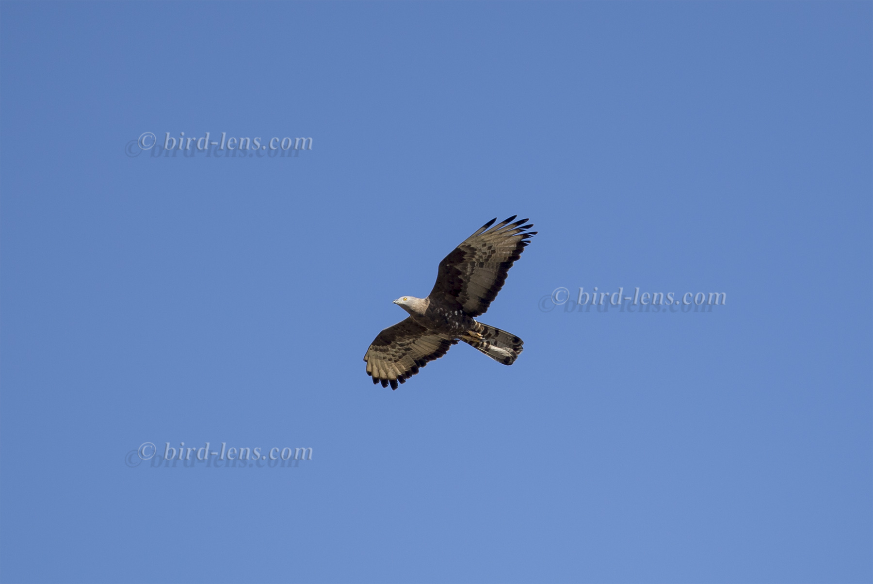 Wespenbussard