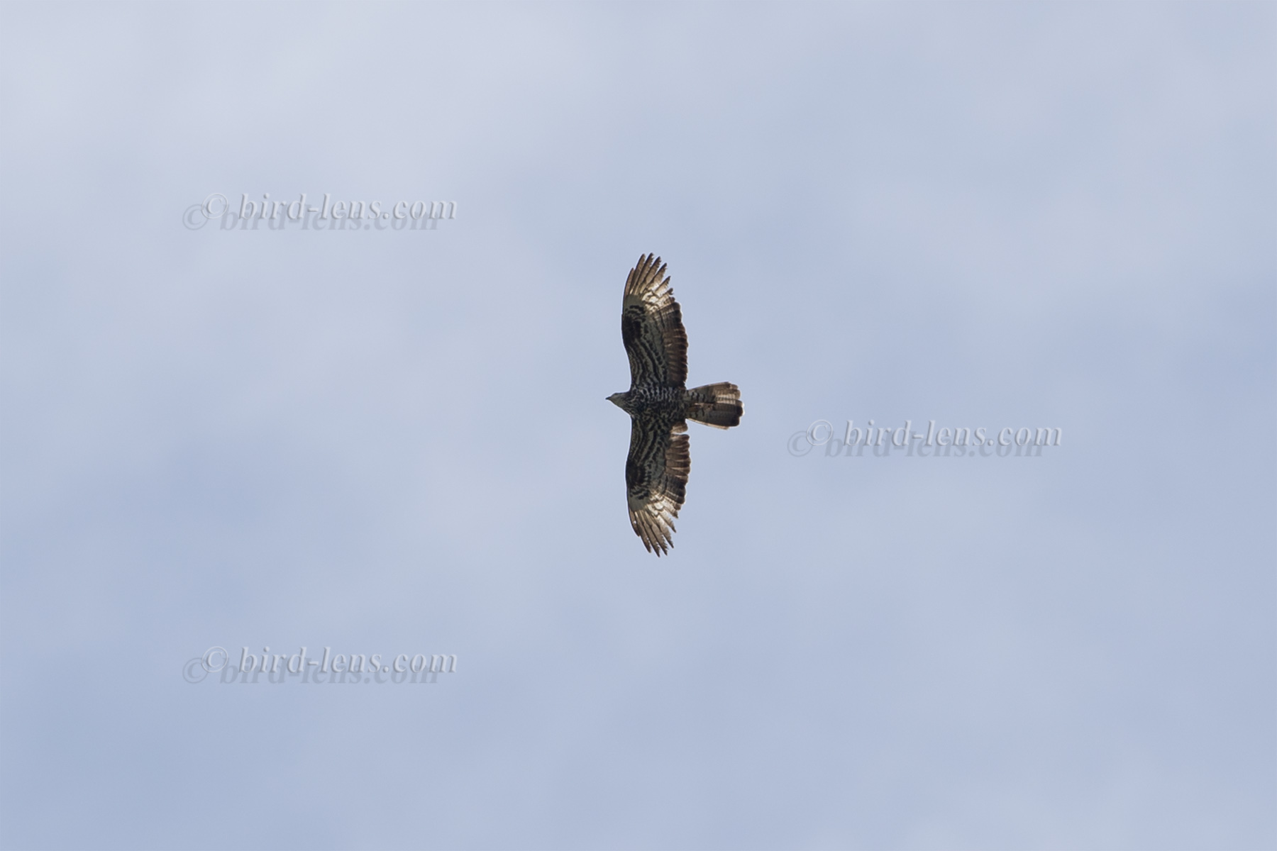 Wespenbussard