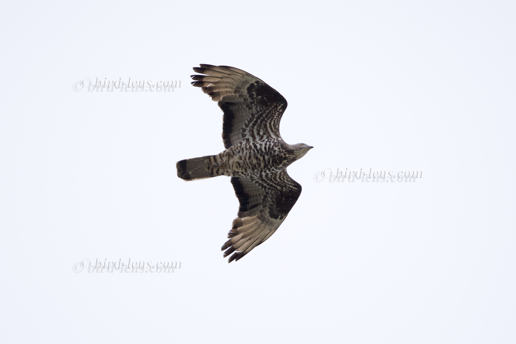 Wespenbussard
